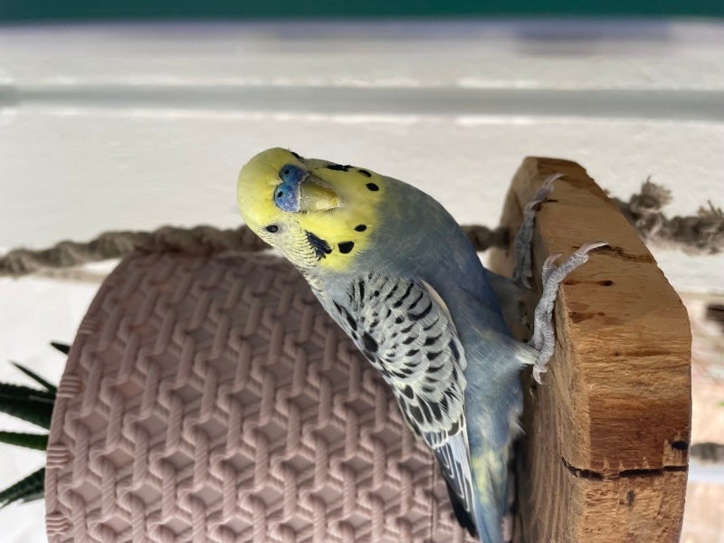 Muhabbet Kuşu, Kuş Çiko fotoğrafı