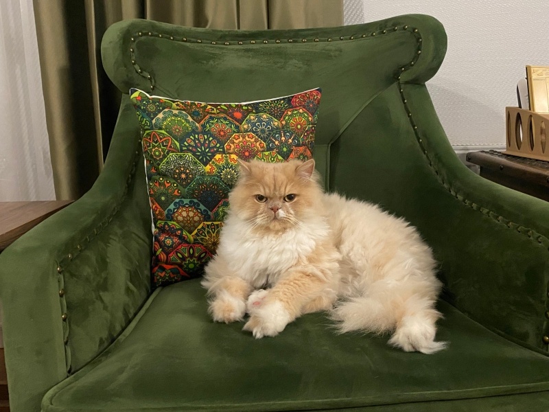 Himalayan, Kedi Köpük fotoğrafı