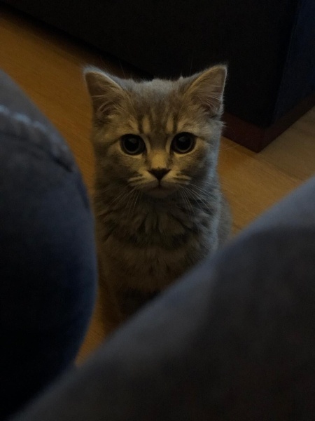 British Shorthair, Kedi Penny Lane fotoğrafı