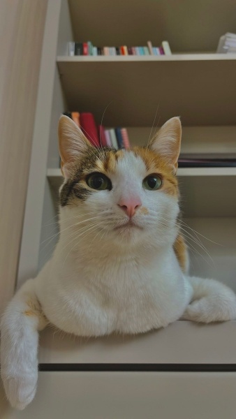 Tekir Kedi, Kedi Simba fotoğrafı