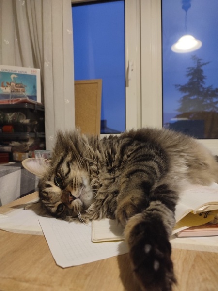 Tekir Kedi, Kedi Humus fotoğrafı