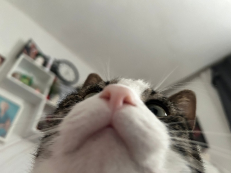 Tekir Kedi, Kedi Balım fotoğrafı