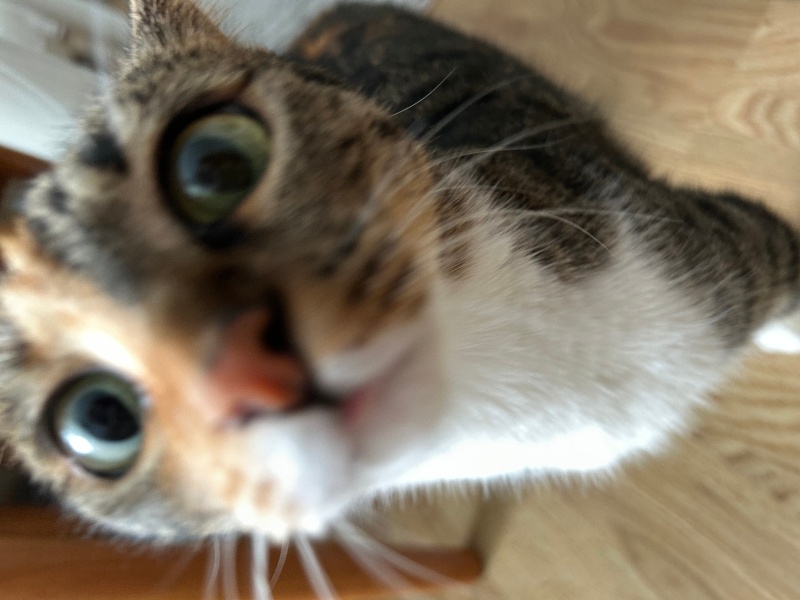 Tekir Kedi, Kedi Fındık fotoğrafı