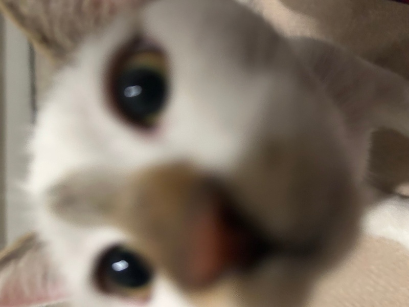 Tekir Kedi, Kedi Eylül fotoğrafı