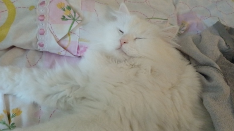 Ankara Kedisi, Kedi Legolas fotoğrafı