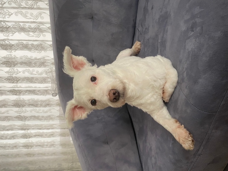 Maltese, Köpek Mario fotoğrafı