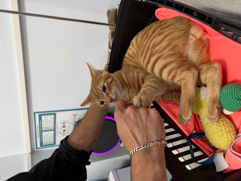 Sarman, Kedi Çiko fotoğrafı