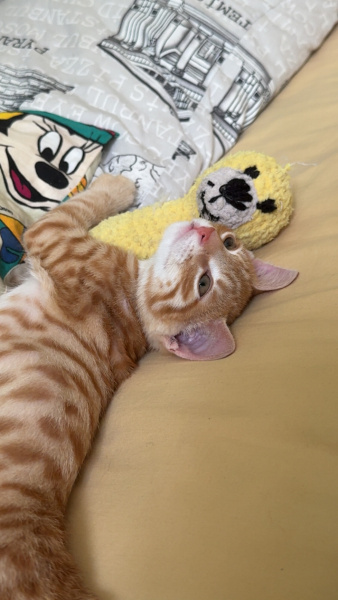 Sarman, Kedi Çiko fotoğrafı