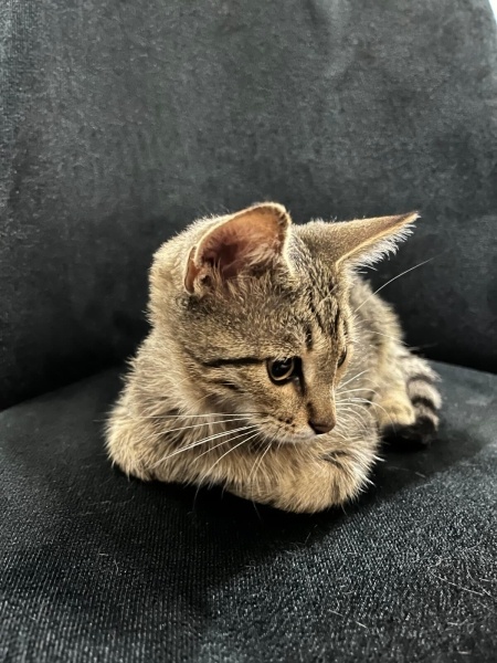 Tekir Kedi, Kedi Zeus fotoğrafı