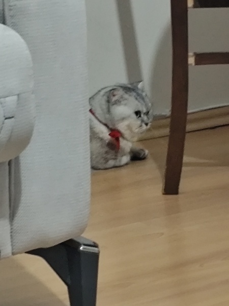 British Shorthair, Kedi Duman fotoğrafı