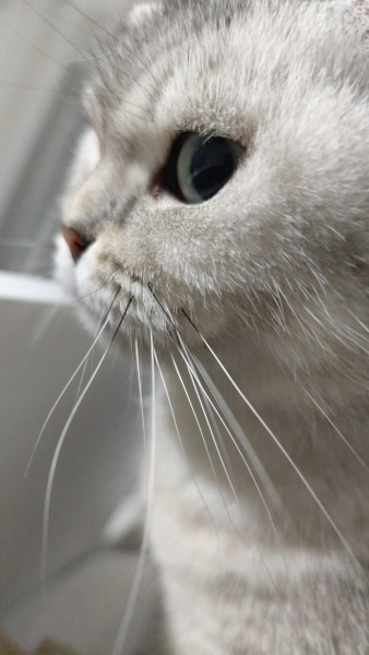 British Shorthair, Kedi Duman fotoğrafı