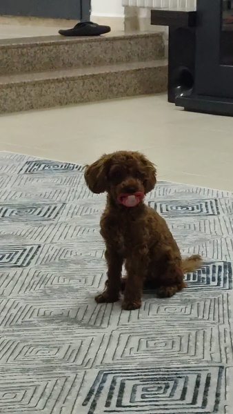 Poodle (Minyatür Kaniş), Köpek Coco fotoğrafı