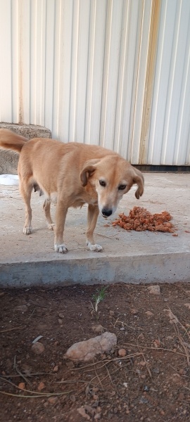 Sokö (Sokak Köpeği), Köpek Pia fotoğrafı