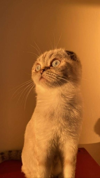 Scottish Fold, Kedi Top kafa fotoğrafı