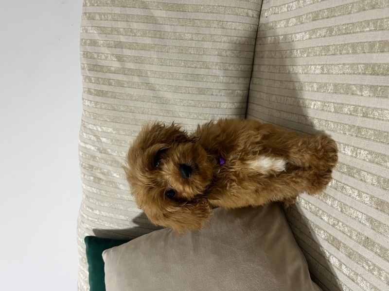Poodle (Minyatür Kaniş), Köpek AŞILARI TAM EĞİTİMLİ,3 AYLIK ERKEK PODDLE fotoğrafı