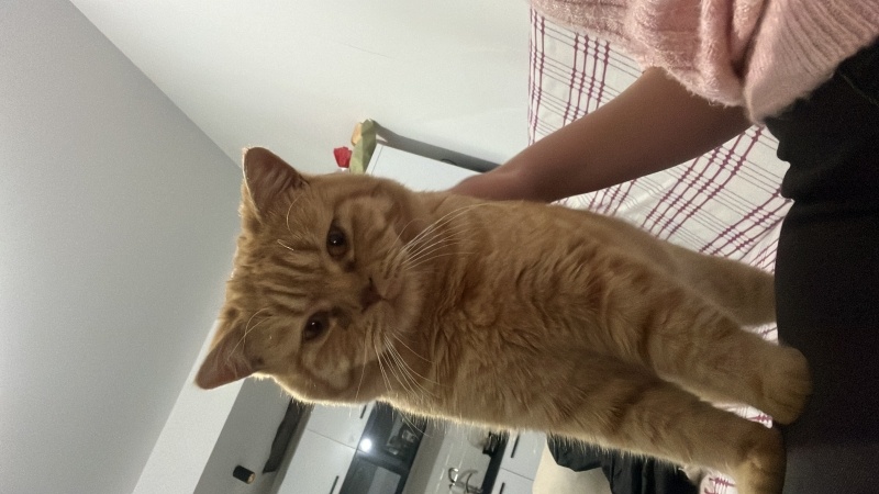 British Shorthair, Kedi Balım fotoğrafı