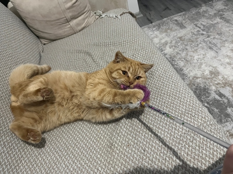 British Shorthair, Kedi Balım fotoğrafı