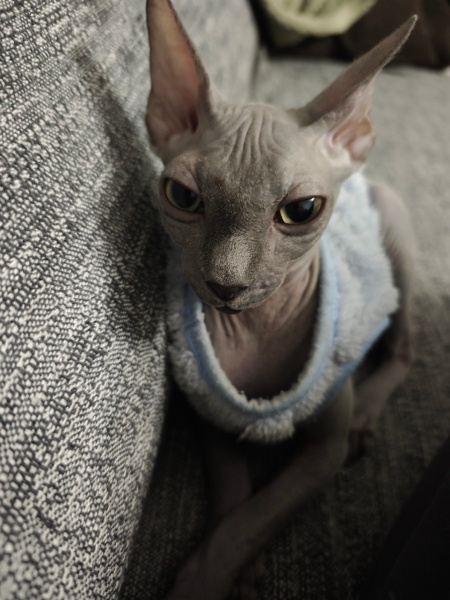 Sphynx, Kedi Dobby fotoğrafı