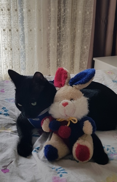 Bombay, Kedi Simba fotoğrafı