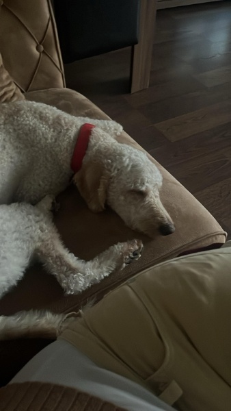 Poodle(Standart Kaniş), Köpek Leo fotoğrafı