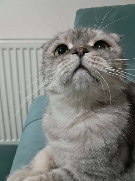 Scottish Fold, Kedi Memati fotoğrafı