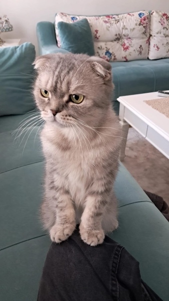 Scottish Fold, Kedi Memati fotoğrafı