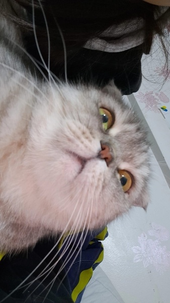 Scottish Fold, Kedi Memati fotoğrafı