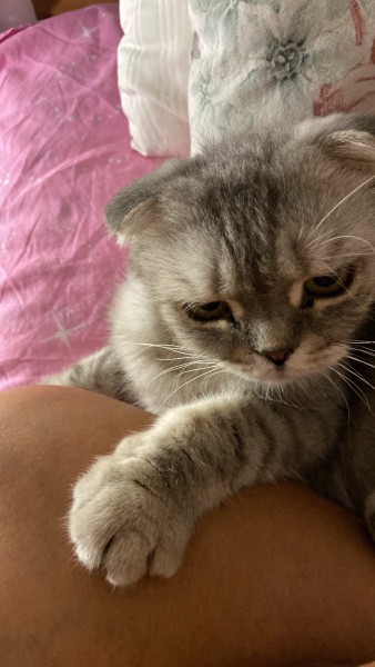 Scottish Fold, Kedi Memati fotoğrafı