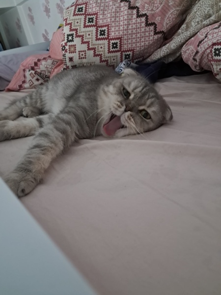 Scottish Fold, Kedi Memati fotoğrafı