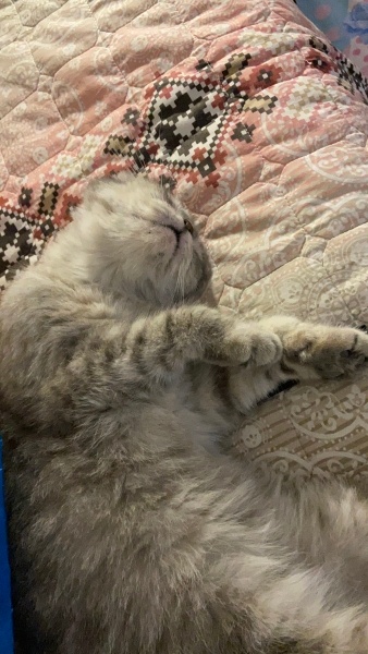 Scottish Fold, Kedi Memati fotoğrafı