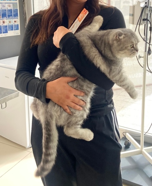 Scottish Fold, Kedi Memati fotoğrafı