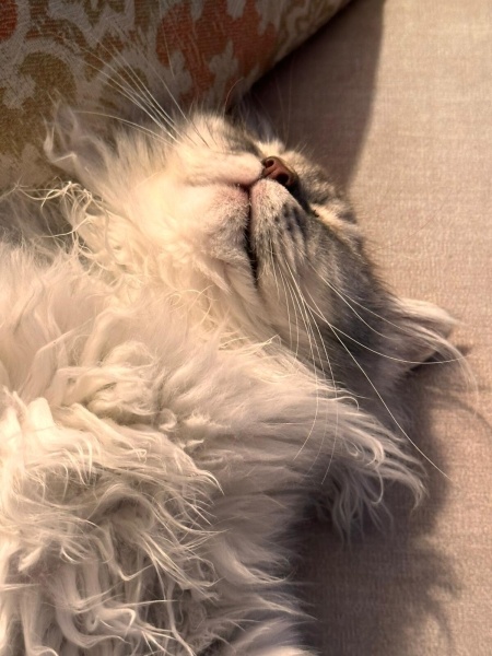 British Longhair, Kedi Sipsi fotoğrafı