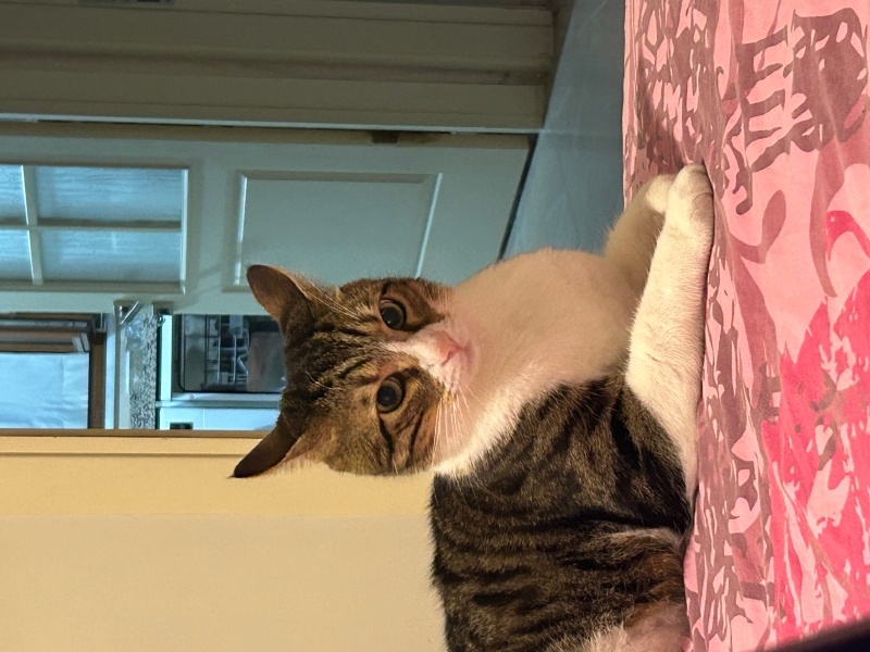 Tekir Kedi, Kedi Cesur fotoğrafı