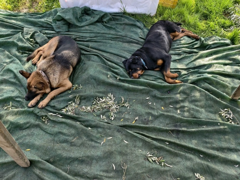 Alman Çoban Köpeği, Köpek Zeyna fotoğrafı