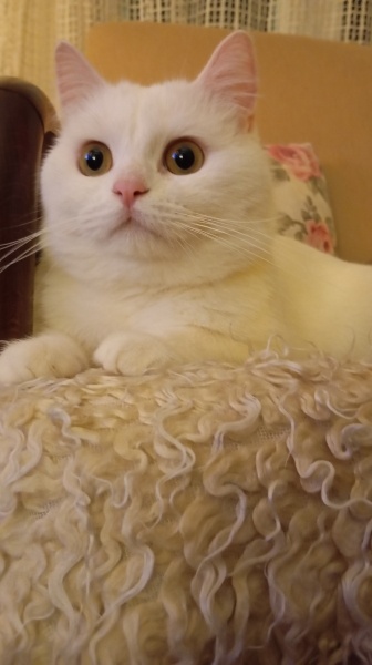 British Shorthair, Kedi Karsu fotoğrafı