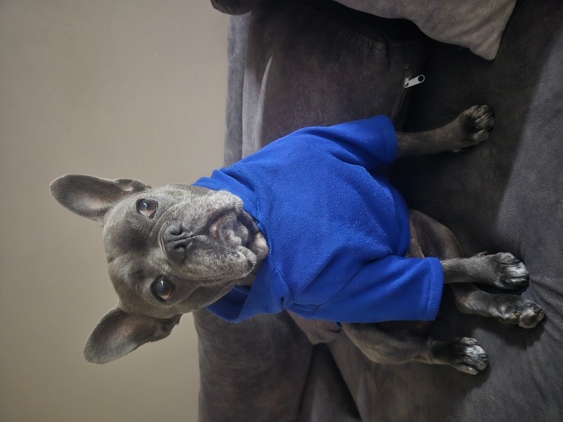 Fransız Bulldog, Köpek Ares Bob fotoğrafı