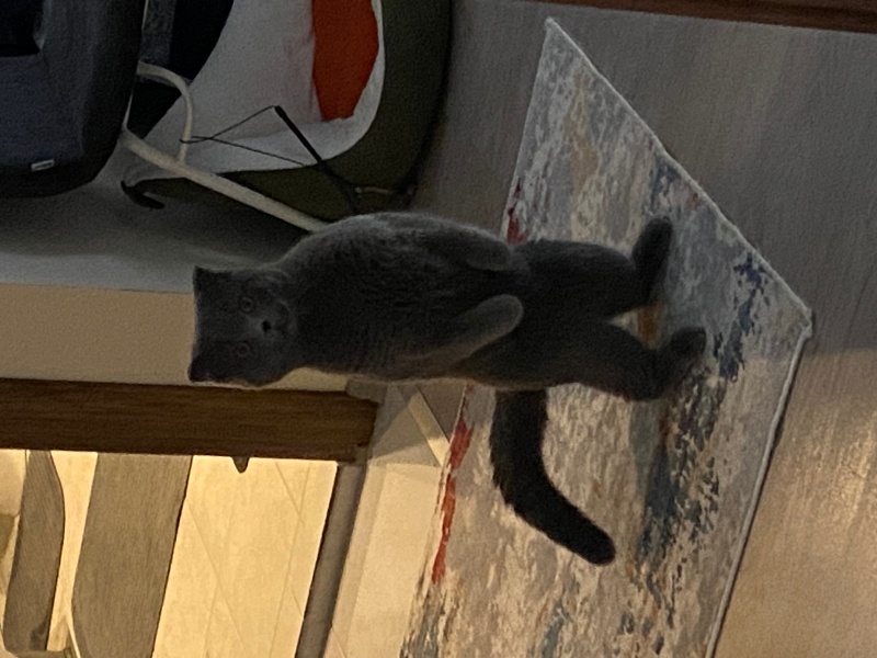 Scottish Fold, Kedi Sisu fotoğrafı