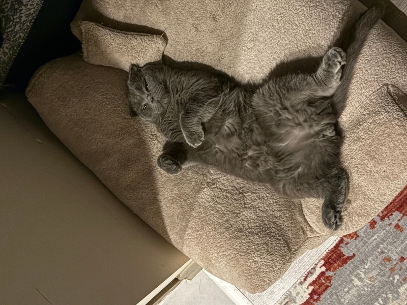 Scottish Fold, Kedi Sisu fotoğrafı