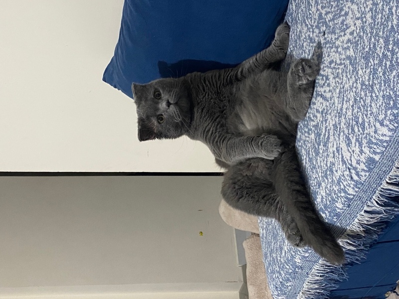 Scottish Fold, Kedi Sisu fotoğrafı
