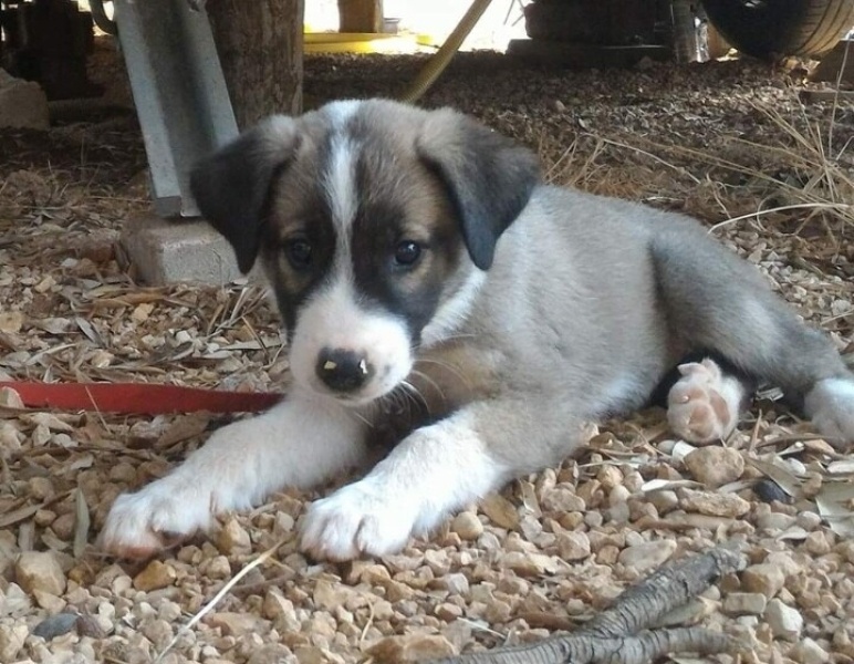 Sokö (Sokak Köpeği), Köpek Salda fotoğrafı