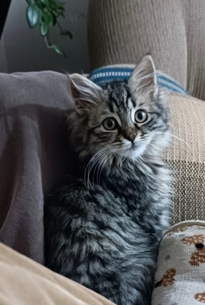 Norwegian Forest, Kedi minnuş fotoğrafı