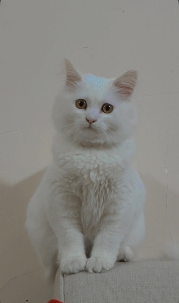 Cymric, Kedi Asaal fotoğrafı