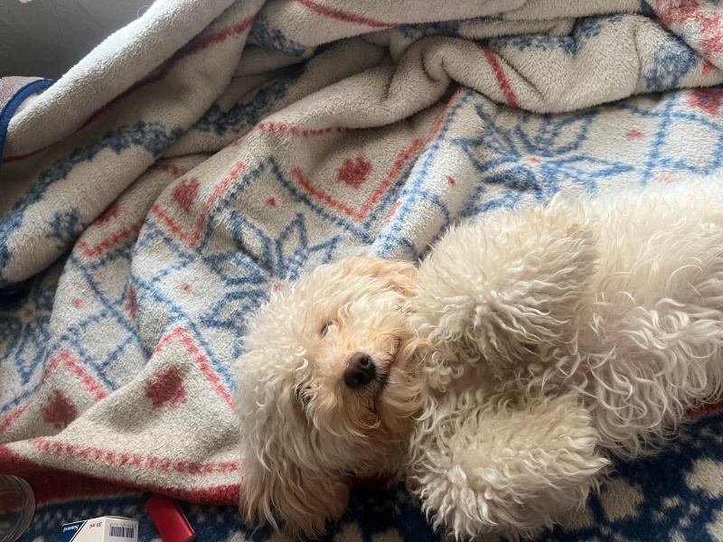 Maltese, Köpek Luna fotoğrafı