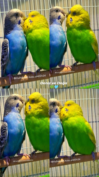 Muhabbet Kuşu, Kuş ele gelen yavru muhabbet kuşu fotoğrafı