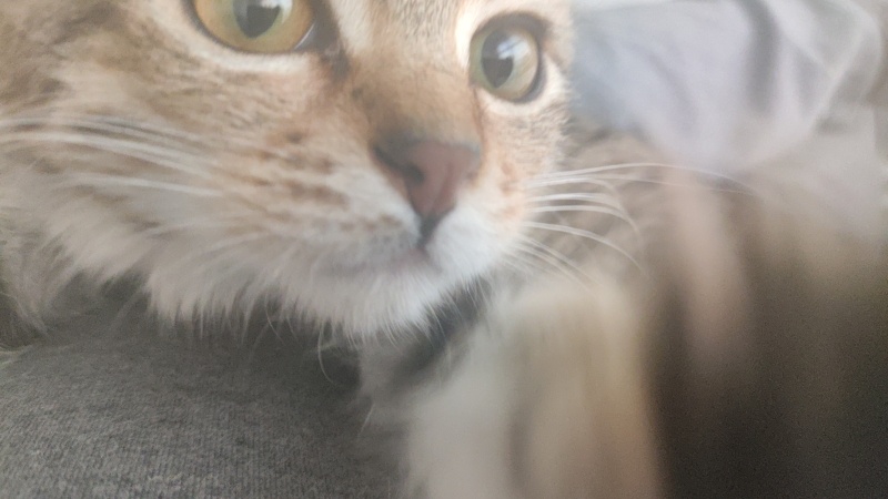 Tekir Kedi, Kedi Lina fotoğrafı