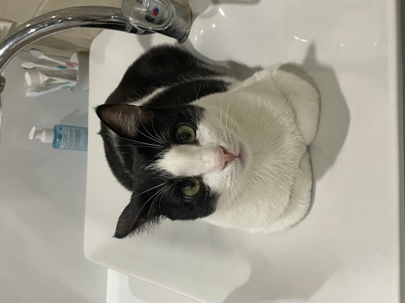 Tekir Kedi, Kedi Gülüş fotoğrafı