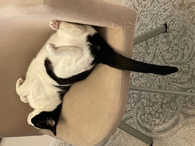 Tekir Kedi, Kedi Gülüş fotoğrafı