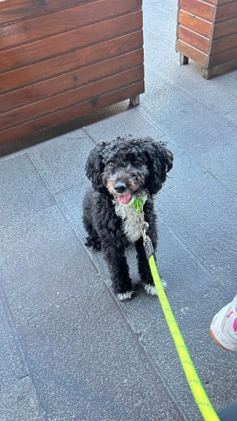 Poodle(Standart Kaniş), Köpek Coco fotoğrafı