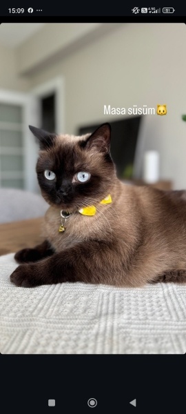 Siyam Kedisi, Kedi Badem fotoğrafı