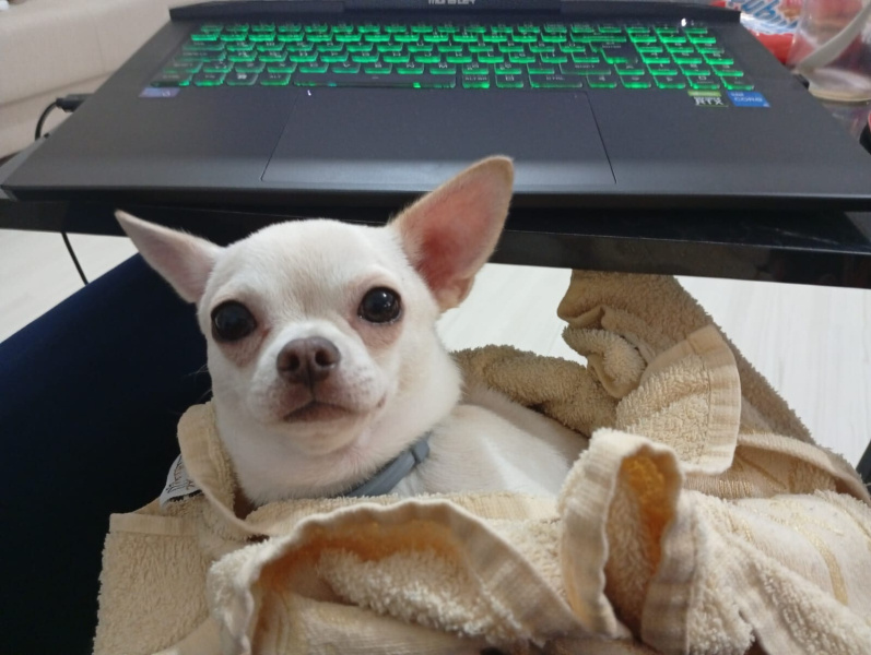 Chihuahua, Köpek Dobby KABAKCI fotoğrafı